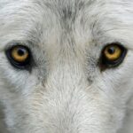 wolf-2782584_1920-1024x576