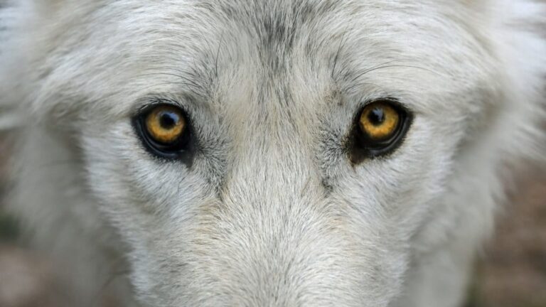 wolf-2782584_1920-1024x576