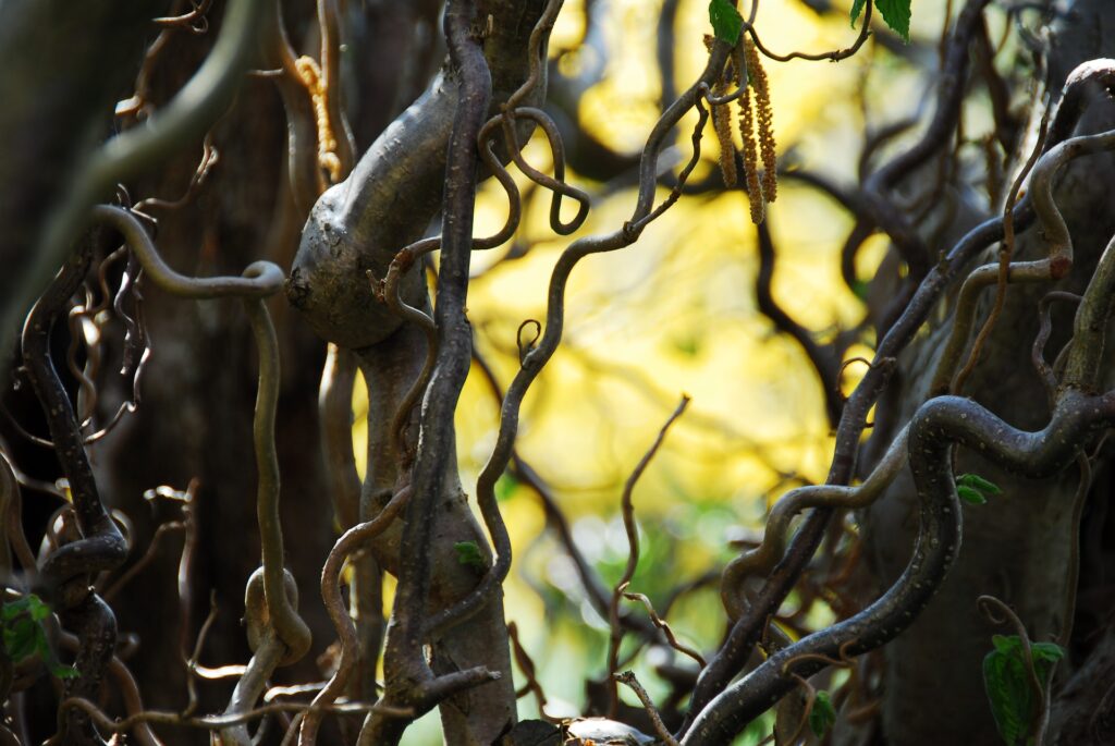 tree-3294982_1920