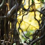 tree-3294982_1920