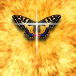 butterfly-4266448_1920
