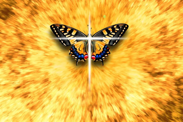 butterfly-4266448_1920