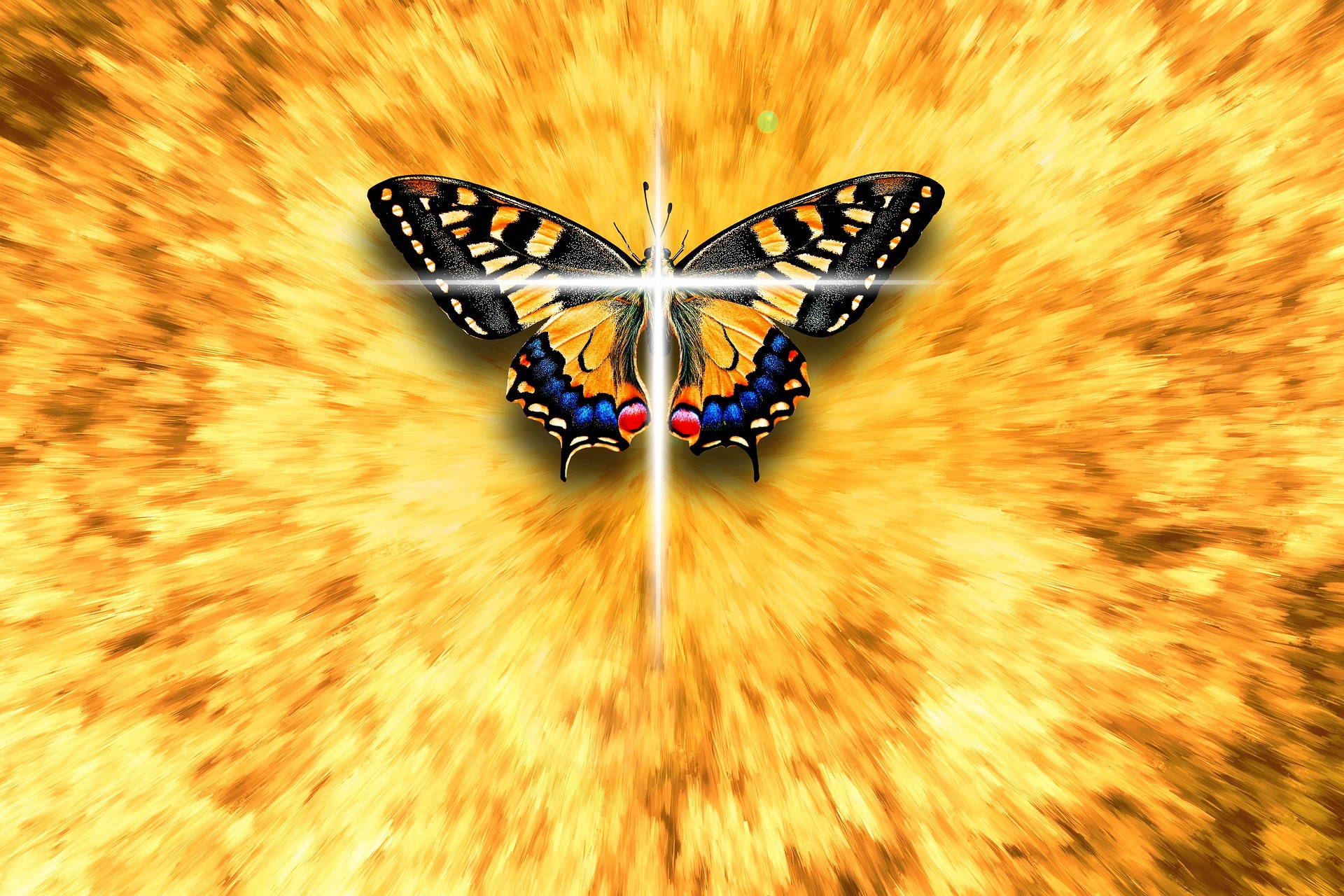 butterfly-4266448_1920